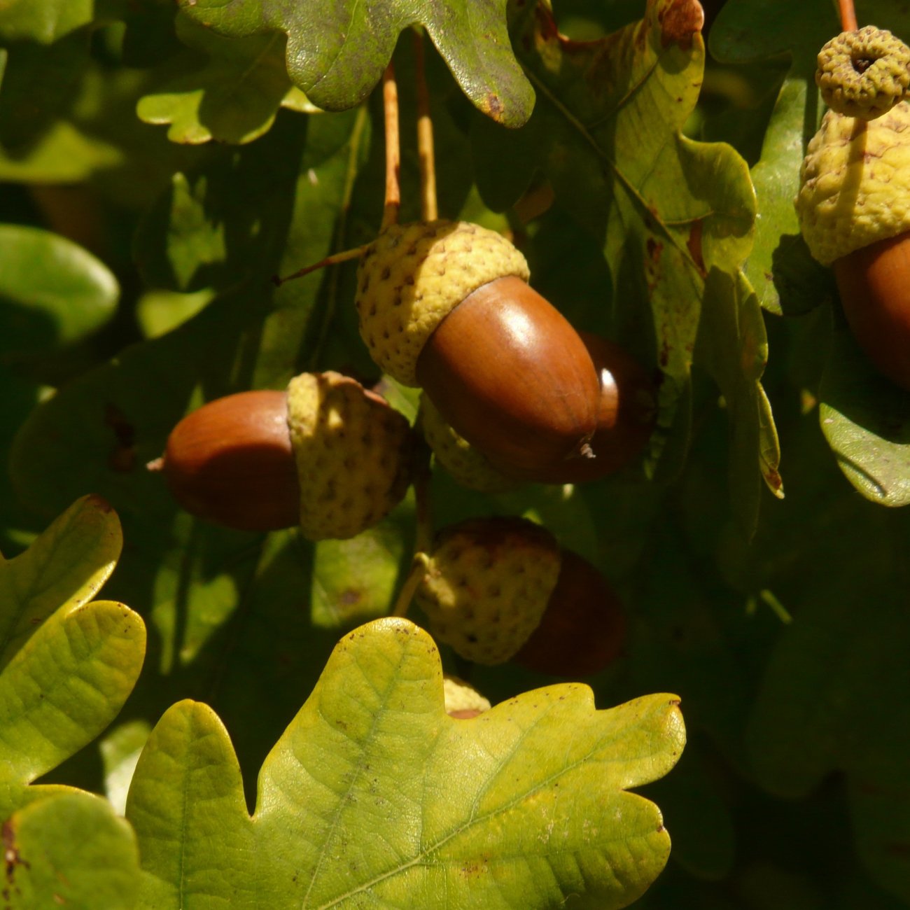 Obrázok Dub cerový (Quercus cerris) – výška 30–50 cm, kont. C2L